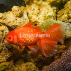 Orange Oranda Goldfish (click for more detail)