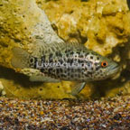 Jaguar Cichlid (click for more detail)