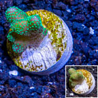 LiveAquaria® Cultured Stylophora Coral (click for more detail)