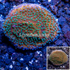 LiveAquaria® Cultured Encrusting Montipora Coral  (click for more detail)