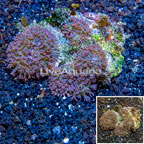 Mushroom Coral Fiji (click for more detail)