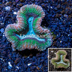 Lobed Brain Coral Australia (click for more detail)