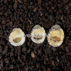 Nerite Snails, Trio (click for more detail)