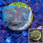 LiveAquaria® Cultured Goniastrea Brain Coral  (click for more detail)