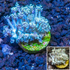 LiveAquaria® Cultured Goniopora Coral  (click for more detail)