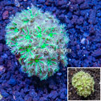 LiveAquaria® Cultured Palm Tree Coral (click for more detail)