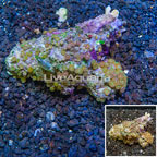 Zoanthus Coral Indonesia (click for more detail)