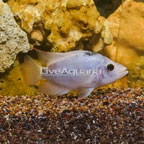 Ture Cichlid (click for more detail)