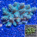 Acropora Coral Fiji (click for more detail)