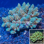 Acropora Coral Fiji (click for more detail)