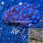 Acan Lord Coral Australia (click for more detail)