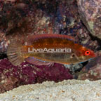 Temminick Wrasse  (click for more detail)