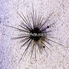 Black Longspine Urchin  (click for more detail)