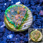 LiveAquaria® Cultured Ultra Chalice Coral (click for more detail)