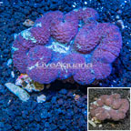 Lobed Brain Coral Fiji (click for more detail)