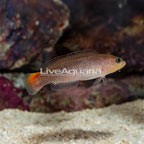 Yellow Breasted Dottyback (click for more detail)