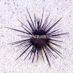 Black Longspine Urchin (click for more detail)