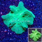 Cabbage Leather Coral Vietnam (click for more detail)