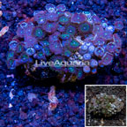 Zoanthus Coral Vietnam  (click for more detail)