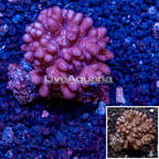 Blushing Leather Coral Vietnam (click for more detail)