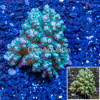 Acropora Coral FIji (click for more detail)