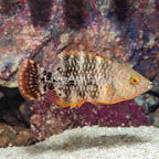 Tripletail Wrasse (click for more detail)