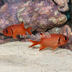 Big Eye Black Bar Soldierfish, Pair  (click for more detail)