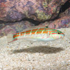 Pinkface/Fivestripe Wrasse  (click for more detail)