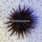 Rock Boring Urchin (click for more detail)