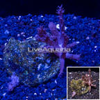 Tree Coral Indonesia (click for more detail)