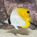 Auriga Butterflyfish  (click for more detail)