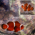 Gold Stripe Maroon Clownfish (click for more detail)