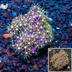 Starburst Polyps Indonesia (click for more detail)