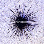 Black Longspine Urchin  (click for more detail)