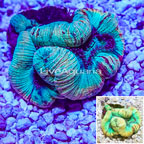 Open Brain Coral Indonesia (click for more detail)