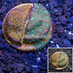 LiveAquaria® Cultured Leptoseris Coral (click for more detail)