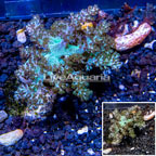 Pineapple Tree Coral Indonesia (click for more detail)