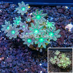 Glove Polyp Coral Indonesia (click for more detail)