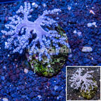 Pineapple Tree Coral Indonesia (click for more detail)