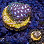 LiveAquaria® Cultured Leptastrea Coral (click for more detail)