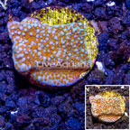 LiveAquaria® Cultured Montipora Coral (click for more detail)