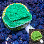 LiveAquaria® Cultured Montipora Coral (click for more detail)