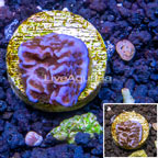 LiveAquaria® Cultured Montipora Coral (click for more detail)