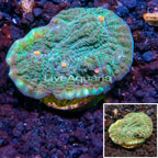 LiveAquaria® Cultured Ultra Chalice Coral (click for more detail)