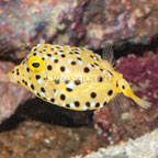 Cubicus Boxfish EXPERT ONLY (click for more detail)