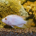 Midas Cichlid (click for more detail)