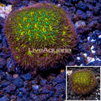 LiveAquaria® Cultured Orange Leptastrea Coral (click for more detail)