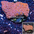 Acan Lord Coral Indonesia  (click for more detail)