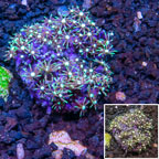 Starburst Polyps Indonesia (click for more detail)