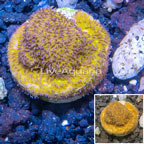 LiveAquaria® Cultured Leptoseris Coral (click for more detail)